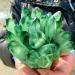 Beautiful Green Quartz Crystal Cluster Specimen Suitable for Home HOMEZHOU (Size : 800-900g) - Buy Online on GoSupps.com