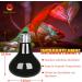 Neptonion 2-Pack 100W Reptile Infrared Heat Lamp - UVA Red Basking Spot Lamp for Snakes Chameleons Geckos & More - Buy Online on GoSupps.com