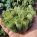 Stone 1pcs 400-500g Natural Green Ghost Phantom Quartz Crystal Cluster Specimen Crystal Cluster - Buy Online on GoSupps.com