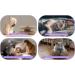 PetHse Magic Organ Cat Scratching Board - Interactive Scratch Pad Toy with Toy Bell Ball - Buy Online on GoSupps.com