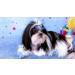 Pet Show Dog Tiara Crown Hair Clip for Small Dogs - Crystal Rhinestone Girls Puppies Barrette Grooming Accessory - Buy Online on GoSupps.com