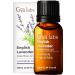 Gya Labs English Lavender Essential Oil (10ml) - Floral & Herbaceous Scent Lavender 0.34 Fl Oz (Pack of 1)