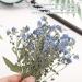 100 Pcs Natural Forget Me Not Pressed Dried Flowers - Real Blue Dried Flowers for Resin, Jewelry, Candle Making - DIY Home Decor & Crafts - Buy Online on GoSupps.com