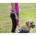 DINGO Canicross Belt 4-in-1 | Universal Adjustable Hands-Free Dog Walking Belt | Reflective Multifunctional | Running Sports Jogging Training | Black Waist Belt (12780-2) - Buy Online on GoSupps.com