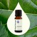 Plant Therapy Ravintsara Essential Oil 10 mL (1/3 oz) 100% Pure Undiluted Stimulating Aromatherapy for Respiratory Support and Joint Ache Relief 0.33 Fl Oz (Pack of 1) - Buy Online on GoSupps.com