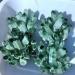 Natural Crystal Rough 1pc Green Phantom Quartz Specimen Beautiful Crystal - Buy Online on GoSupps.com
