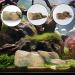 Ctpeng Aquarium Decoration Stone - Natural Look Decorative Rock & Hiding Place (25cm 13cm 7cm Resin) - Ideal Aquarium Accessories - Buy Online on GoSupps.com