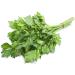 Viridis Hortus - Celery Leaf 5000 (1.56g's) Vegetable Seeds (Also Know as Chinese Celery French Celery) 5000 (1.56g's) Seeds