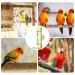 Quotent Bird Cage Water Dispenser - 200ml Automatic Water Bottle for Birds Ideal for Parrots & Small Pets - Buy Online on GoSupps.com