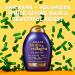 OGX Thick & Full Biotin & Collagen Volumizing Shampoo - 13 fl oz - Buy Online on GoSupps.com
