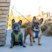 DOG Copenhagen Comfort Walk Go Dog Harness - Hunting Green Size S | International Shipping Available - Buy Online on GoSupps.com