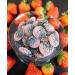 PANDY Candy Strawberry Liquorice 14x50g Bag - Low Sugar, 80 Calories, Bursting Strawberry Flavour Gummies - Buy Online on GoSupps.com