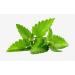 Buy Organic Peppermint Capsules | Premium Quality & Fast International Shipping - Buy Online on GoSupps.com