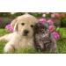 4 Natural Cat Dog Repellent Non Toxic Move It Fouling Prevention Orange Oil 240g - Buy Online on GoSupps.com