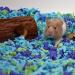 Carefresh Dust-Free Sea Glass Natural Paper Bedding 50L - Odor Control for Small Pets - Buy Online on GoSupps.com
