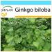 SAFLAX - Gift kit - Ginkgo - 4 seeds - Ginkgo biloba