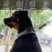 2 Pcs Dog Collar Clips Double Ended Backup Clip Strap Nylon Dog Collar Connector Adjustable Reflective Pet Collar Clasp Leash for Dog Puppies Dog Harness to Collar Safety Clip (Black) - Buy Online on GoSupps.com