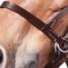 Shop WALDHAUSEN Star Bitless Bridle for Warmbloods Brown | International Shipping Available - Buy Online on GoSupps.com