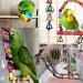 Hamiledyi 15PCS Bird Parrot Swing Chewing Toy Set - Colorful Wooden Hanging Bell with Hammock, Climbing Ladders - Ideal for Small Parakeet, Cockatiel, Conures, Finches, Budgie, Macaws, Love Birds - Buy Online on GoSupps.com