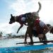 EzyDog Premium DFD - Adjustable Dog Life Jacket with Reflective Trim - Red Large - Buy Online on GoSupps.com