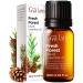 Gya Labs Fresh Forest Essential Oil Blend for Diffuser - Fresh Forest Oil for Aromatherapy Candle & DIY - 100% Pure Natural Ingredients of Rosemary Pine Needle Cedarwood & Thuja(0.34 Fl Oz)