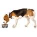 PetRageous 13097 Fiji Stainless Steel Non-Slip Dog Bowl - Grey, Medium | Dishwasher Safe - Buy Online on GoSupps.com