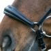 Shop Star Waldhausen Bridle Hannover in Black for Thoroughbreds | International Shipping Available - Buy Online on GoSupps.com