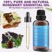 Organic Rosemary Oil for Hair Growth - 100% Pure Essential Oil with Hair Roller | Non-Greasy Hair Growth Serum for Women & Men - Eyebrow, Eyelash and Scalp Care - Buy Online on GoSupps.com