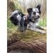Twinkys Dog Style Tow Leash - 5m Black Reflective Rubberized 20mm Wide For Dogs Up to 50kg Made in Germany - Ideal for International Shipping - Buy Online on GoSupps.com