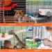4-Piece Hamster Accessories Set | Hamster Pedal & Jumping Board with 3 Balls | Ideal for Guinea Pigs Chinchillas and Rabbits - Buy Online on GoSupps.com