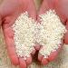 1 Kg. Bahia Paella Rice D. O. Valencia - Premium Spanish White Rice for Mediterranean Dishes - Buy Online on GoSupps.com