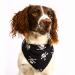 Spoilt Rotten Pets S3 Medium Black Jolly Roger Pirate Skull Design Dog Bandana Suitable For Labradors Staffies & Springer Spaniels Sized Dogs