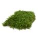 Premium terrarium substrate moss for reptiles in terrariums (1-layer) Terra substrate underground decoration moss mats moss plates plate moss real nature moss