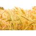 Barley Flour 2 Pounds Non-GMO Stone Ground from Whole Hulled Barley - Fine Powder, Kosher & Vegan - Rich in Fiber - Wheat Flour Alternative - Ideal for Baking - Product of USA (2 lb) - Buy Online on GoSupps.com
