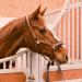 Soulhorse Exclusive Rose Gold Horse Bridle & Lucky Charm for Horses Ponies & Dogs - Premium Halter & Trailer Accessories - Buy Online on GoSupps.com