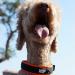 Black Rhino Comfort Collar - Soft Neoprene Padded Dog Collar for All Breeds | Adjustable Reflective Weatherproof | Large Orange/Black - Buy Online on GoSupps.com