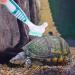 HAICN 2Pcs Turtle Cleaning Brush Turtle Shell Cleaning Brush Mini Double-Sided Cleaning Brush Removes Mud Dirt Debris for Animal Shell Health - Buy Online on GoSupps.com