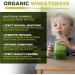 Organic Wheatgrass Powder 500g - High Chlorophyll Content - MySuperfoods (Pack of 1) - Buy Online on GoSupps.com
