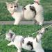 Petom Flower Pattern Cat Dishes & Leash Set | Round Lanyard for Cats - Shop Internationally! - Buy Online on GoSupps.com