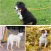 Demigreat Reflective Dog Leash - 3m/5m/10m/15m/20m Training Lead with Padded Handle for Small to Large Dogs - Durable & Long Yellow Leash for Safe Outdoor Training - Buy Online on GoSupps.com
