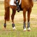 Free Gaiters & String Caps Set | Impact Protection Horse Boots | Neoprene Tendon Guards for Jumping Riding & Dressage - Buy Online on GoSupps.com