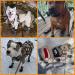 KOOLTAIL Anti Slip Dog Socks - Waterproof Outdoor Dog Boots for Hardwood Floors - Grey Large - Buy Online on GoSupps.com