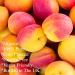 Feelia - Organic Apricot Kernel Oil - Cold Pressed Rich in Vitamins & Minerals Moisturises & Conditions Hair & Skin 100% Pure & Organic (300ml) - Buy Online on GoSupps.com