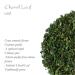 Chervil Leaf Spice - Aromatic Chervil Herb 50g | Premium Chervil Seasoning for Cooking - Buy Online on GoSupps.com
