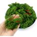 TKOnline 4 oz Preserved Green Moss for Fairy Gardens, Potted Plants, DIY Crafts, Floral Projects, Weddings - Buy Online on GoSupps.com