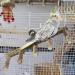 2 Pack Natural Prickly Ash Wood Bird Ladder & Perch Stand - Cage Accessories for Parakeet, Cockatiel, Rats, Hamsters - Climbing, Chewing Toys - Buy Online on GoSupps.com