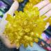 Room Decoration Natural Crystals and Stones 300-400g Yellow Electroplated Natural Crystal Cluster Specimen Raw Rock Quartz Flowers Aura Stones Gift Modern House Decor for Decoration - Buy Online on GoSupps.com