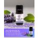 Essence Lavander Mint Essential Oil 100% Pure & Therapeutic Grade Perfect for Aromatherapy Diffusers & Recharging Essence Nasal Diffuser Rings Natural Stress & Mood Support (5mL) Lavender Mint 0.17 Fl Oz (Pack of 1) - Buy Online on GoSupps.com