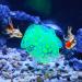 Buy VOCOSTE Silicone Glowing Aquarium Coral with Suction Cup - Lifelike Green Underwater Decor for Fish Tanks - Buy Online on GoSupps.com