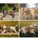 Buy Dilireba Tactical Dog Harness & Backpack for Large Dogs - Perfect for Camping Hiking & Travel - Buy Online on GoSupps.com